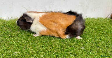 Guinea Pig rodents - Advert 11