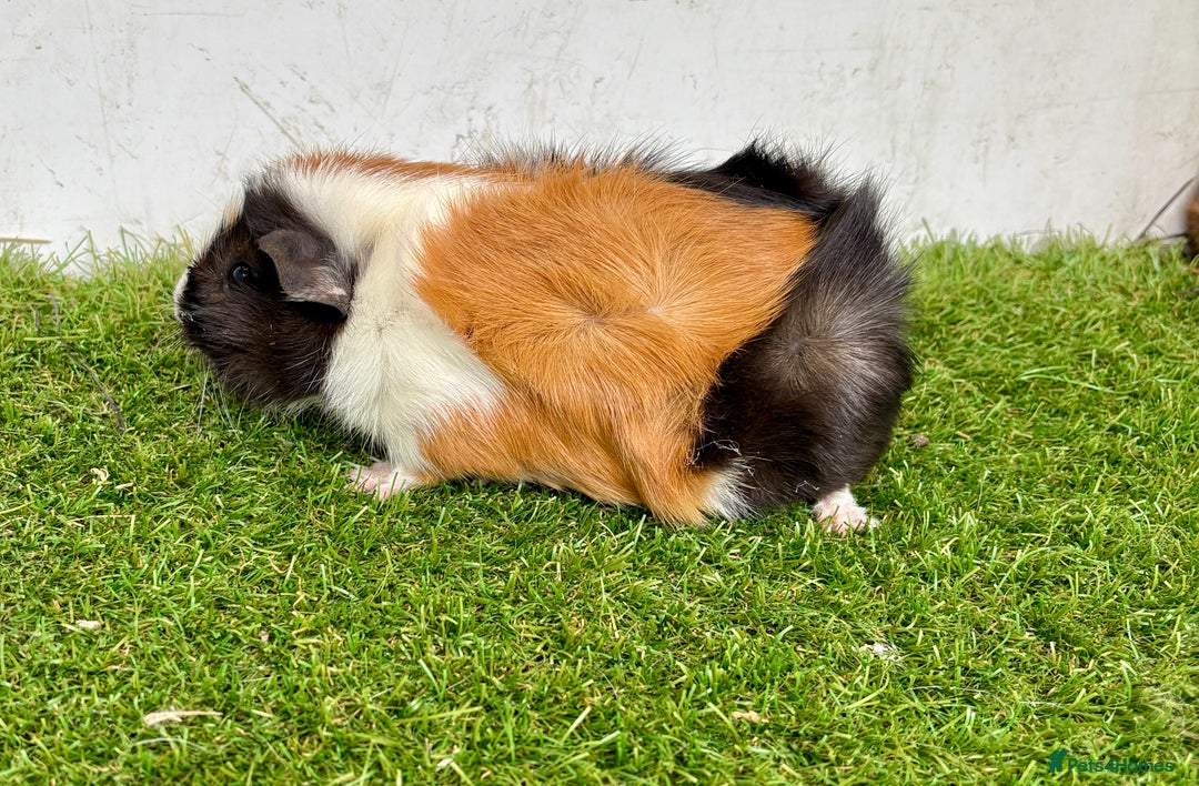 Guinea Pig rodents for sale: Super calm, friendly Guinea pig females  - Image 6