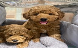 Toy Poodle dogs for sale: Stunning Red Toy Poodle Boy - Image 5