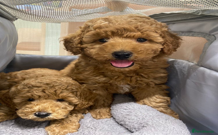 Toy Poodle dogs - Advert 9