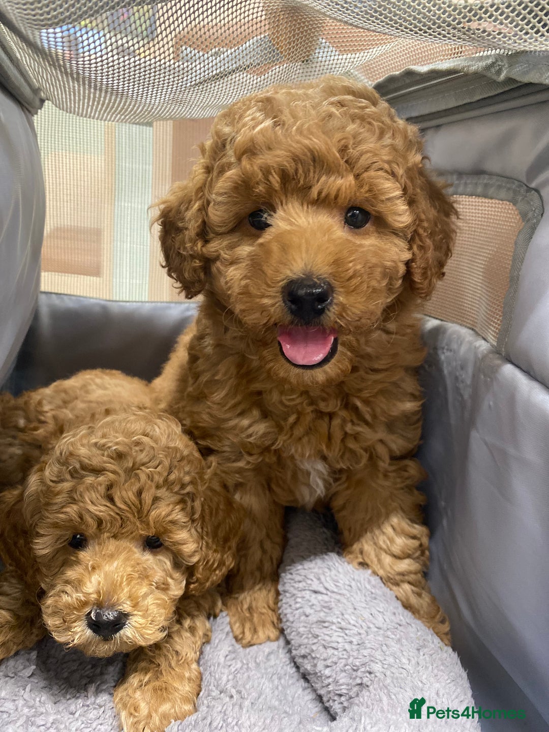 Toy Poodle dogs for sale: Stunning Red Toy Poodle Boy - Image 5