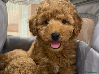 Toy Poodle dogs - Advert 24