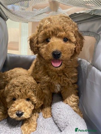 Toy Poodle dogs - Advert 9