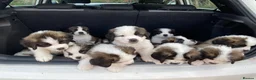 Saint Bernard dogs for sale: (Last 3) Gorgeous Saint Bernard puppies available  - Advert 13