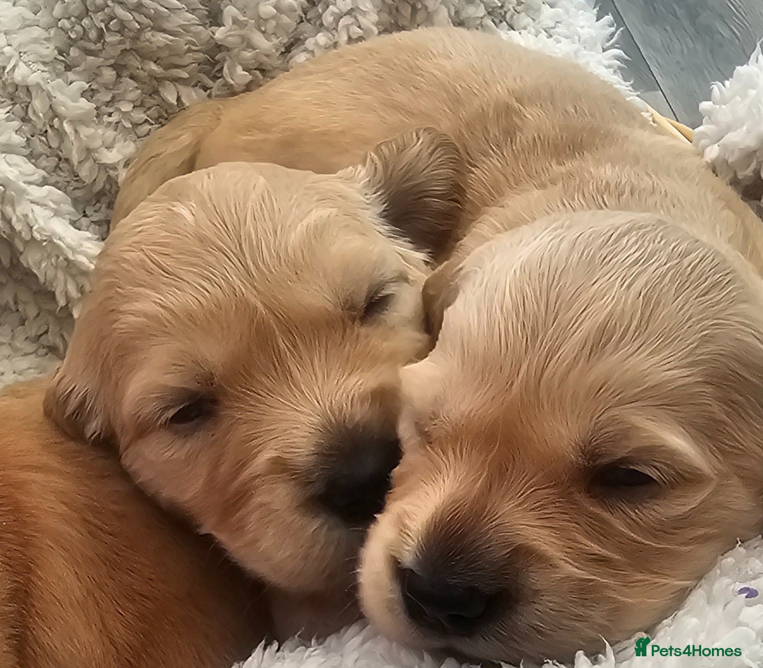 Golden Retriever dogs Selective litter from health tested parents - Advert 1