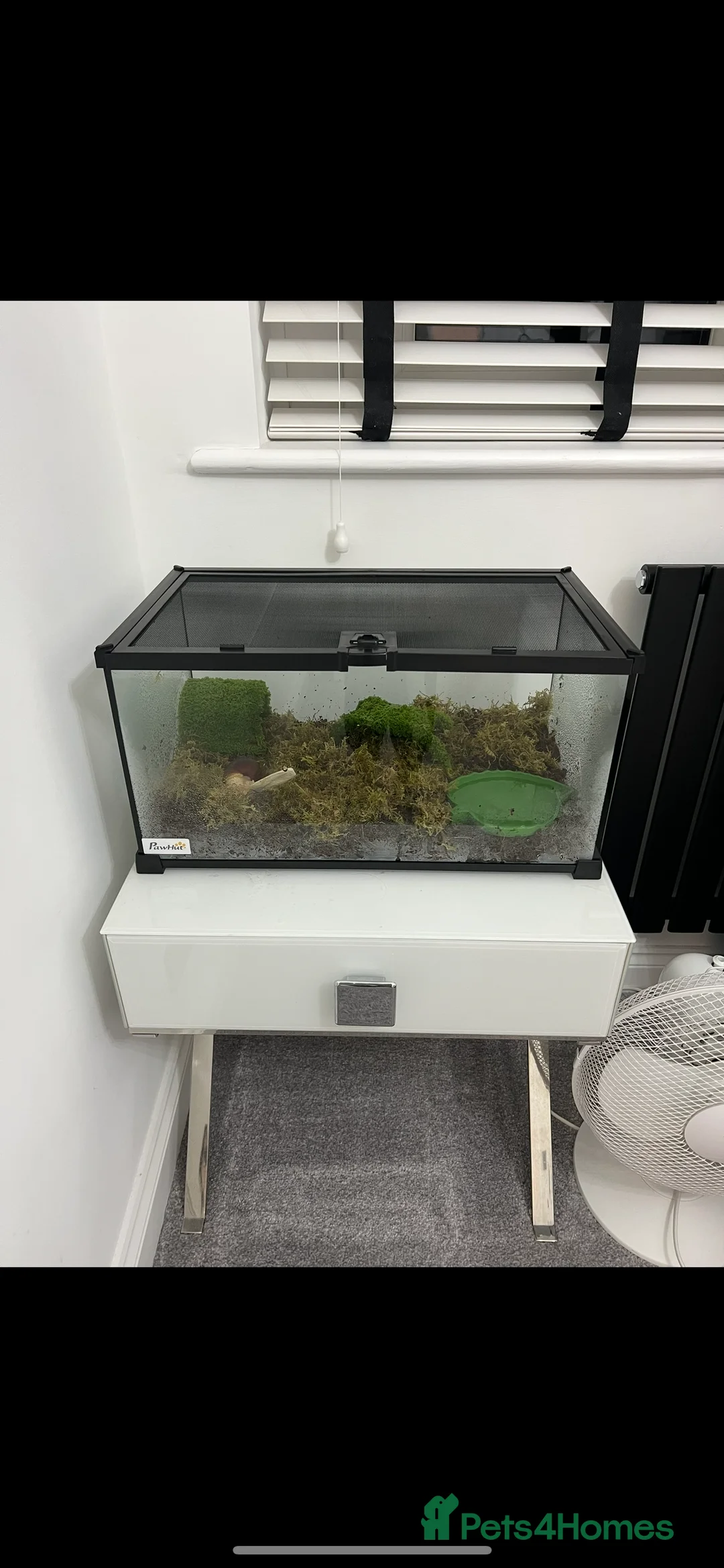 Snails invertebrates for sale: 2 Albino white African land snails  in Southampton - Advert 3