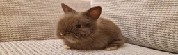 Lionhead rabbits for sale: Purebred Lionhead babies - Advert 6