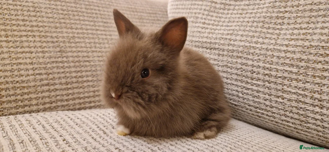 Lionhead rabbits for sale: Purebred Lionhead babies - Advert 6