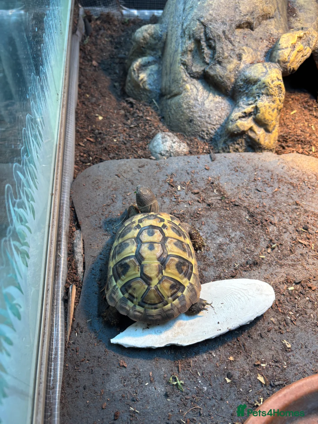 Hermann Tortoise reptiles for sale: Hermanns Tortoise - Advert 1
