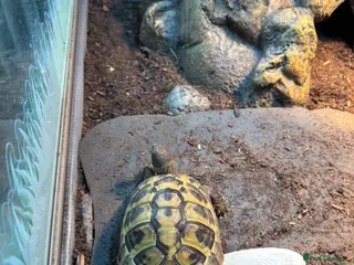 Hermann Tortoise reptiles Hermanns Tortoise - Advert 8