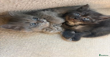 British Shorthair cats 5 British Chinchilla Shorthair Mix Kittens - Advert 16