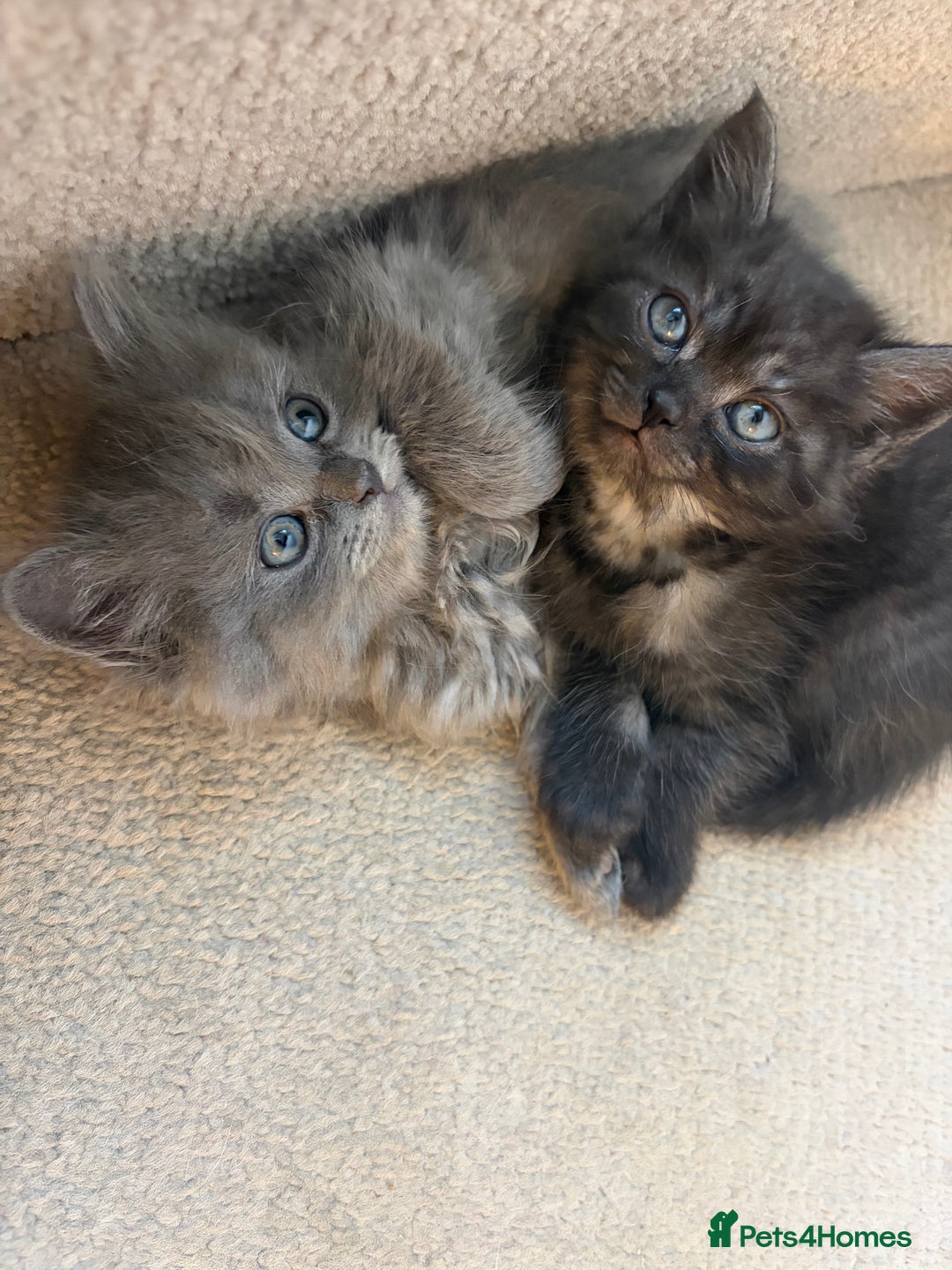 British Shorthair cats for sale: 5 British Chinchilla Shorthair Mix Kittens - Advert 2