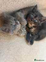 British Shorthair cats 5 British Chinchilla Shorthair Mix Kittens - Advert 16