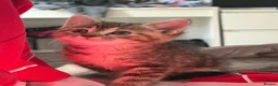 Domestic Shorthair cats for sale: 3 female kittens - Advert 2
