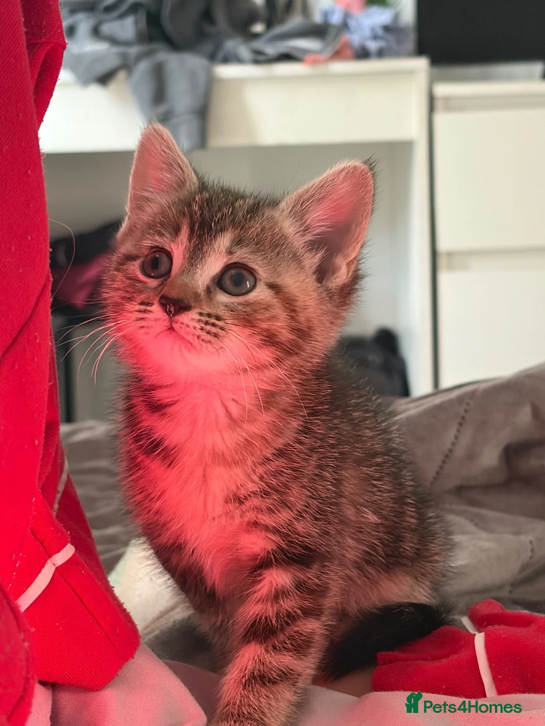 Domestic Shorthair cats for sale: 3 female kittens - Advert 2