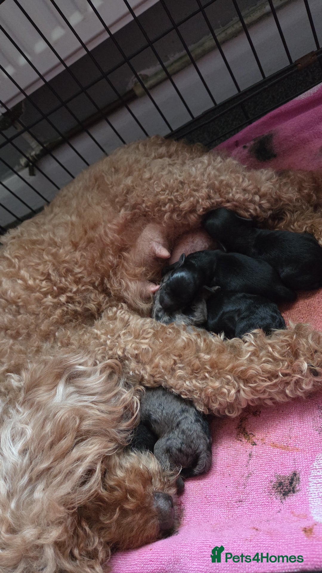 Cockapoo dogs for sale: Puppy cockapoos  - Advert 16