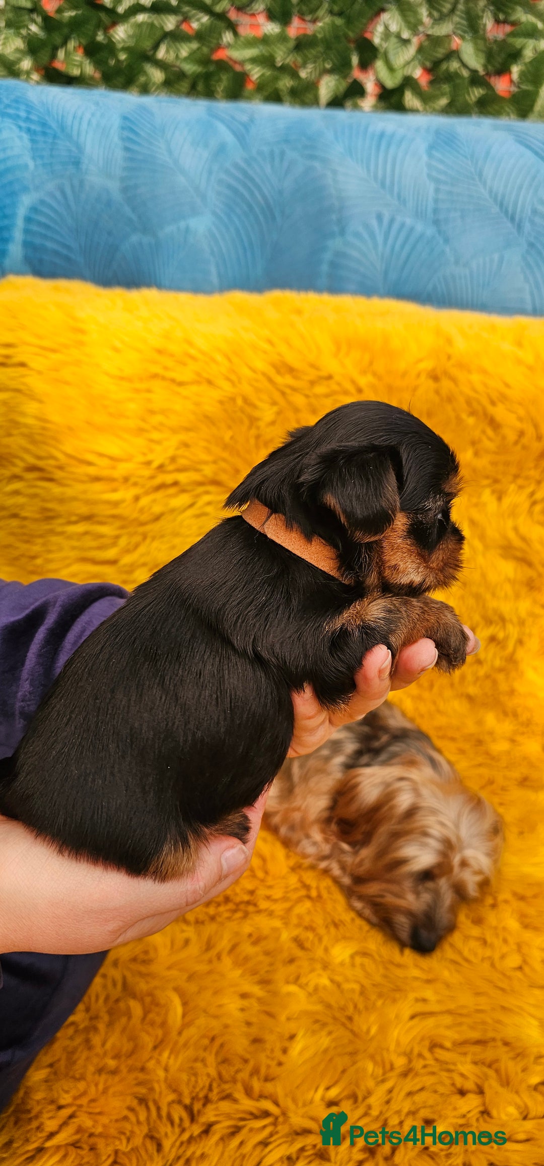 Yorkshire Terrier dogs for sale: Yorkshire Terrier puppies - Advert 16