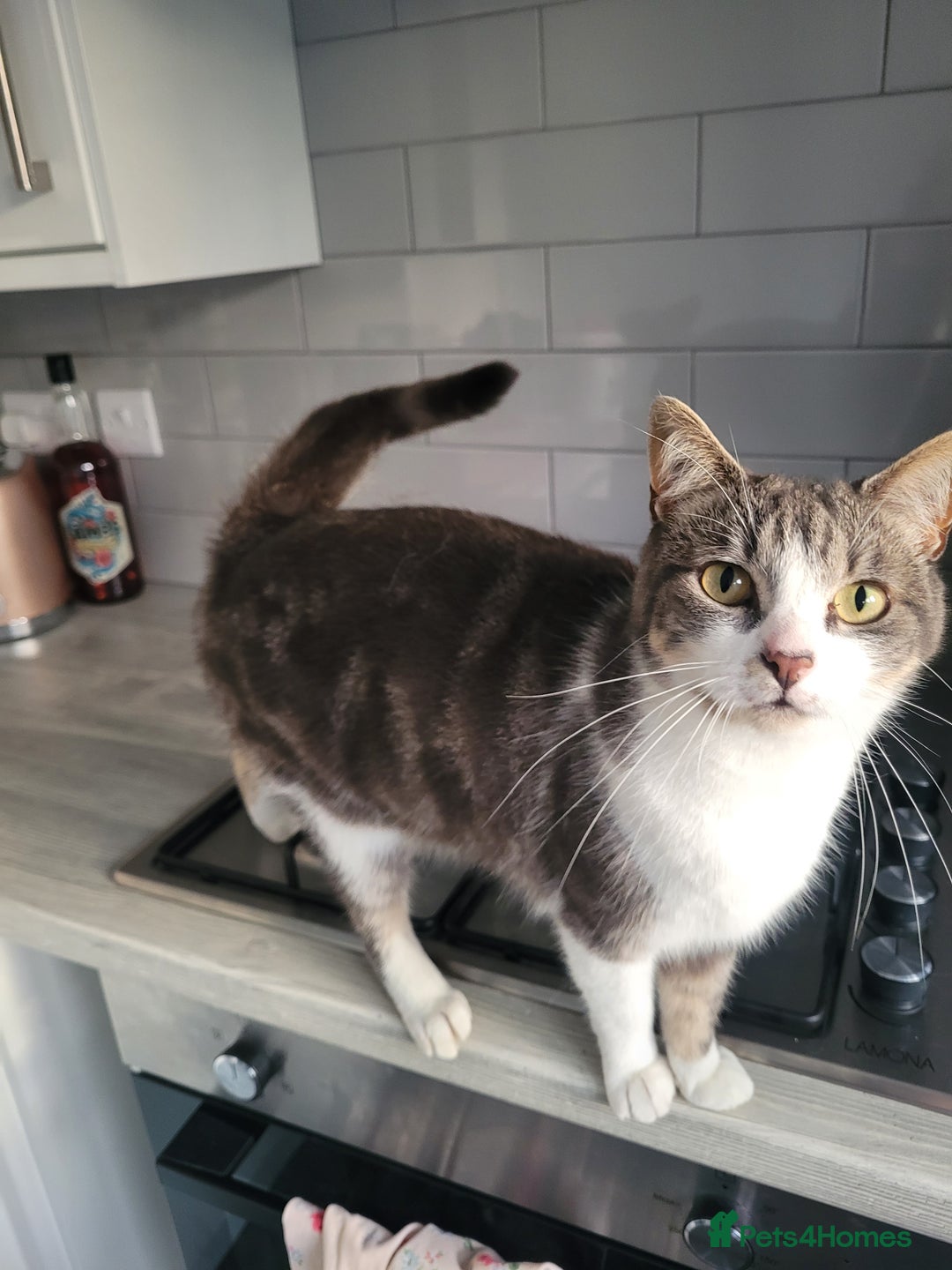 Mixed Breed cats for sale: Duchess for rehoming - Advert 6