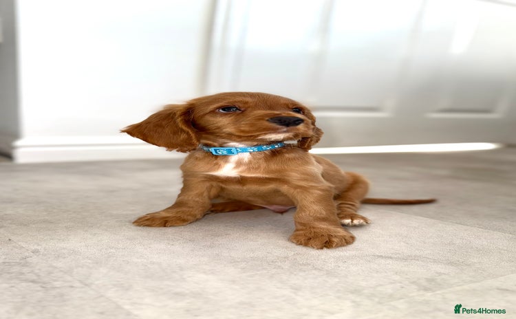 Cocker Spaniel dogs - Advert 2