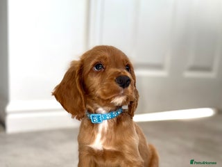 Cocker Spaniel dogs - Advert 5