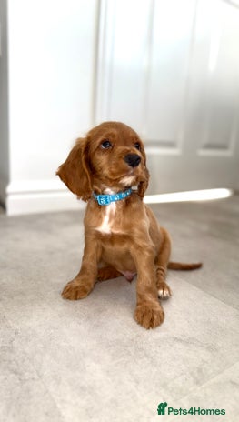 Cocker Spaniel dogs - Advert 26