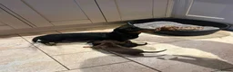 Miniature Dachshund dogs for sale: 3 Gorgeous Smooth Coat Miniature Dachshund Puppies - Advert 8