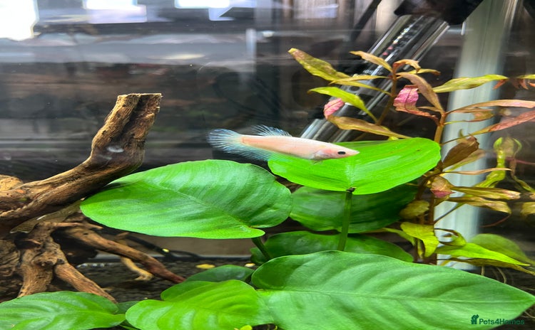 Bettas fish - Advert 1