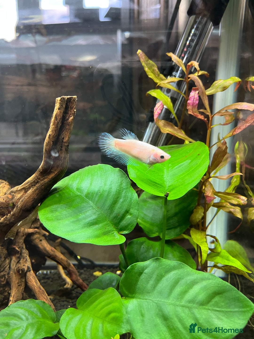 Bettas fish for sale: 2 Female Bettas - Image 1