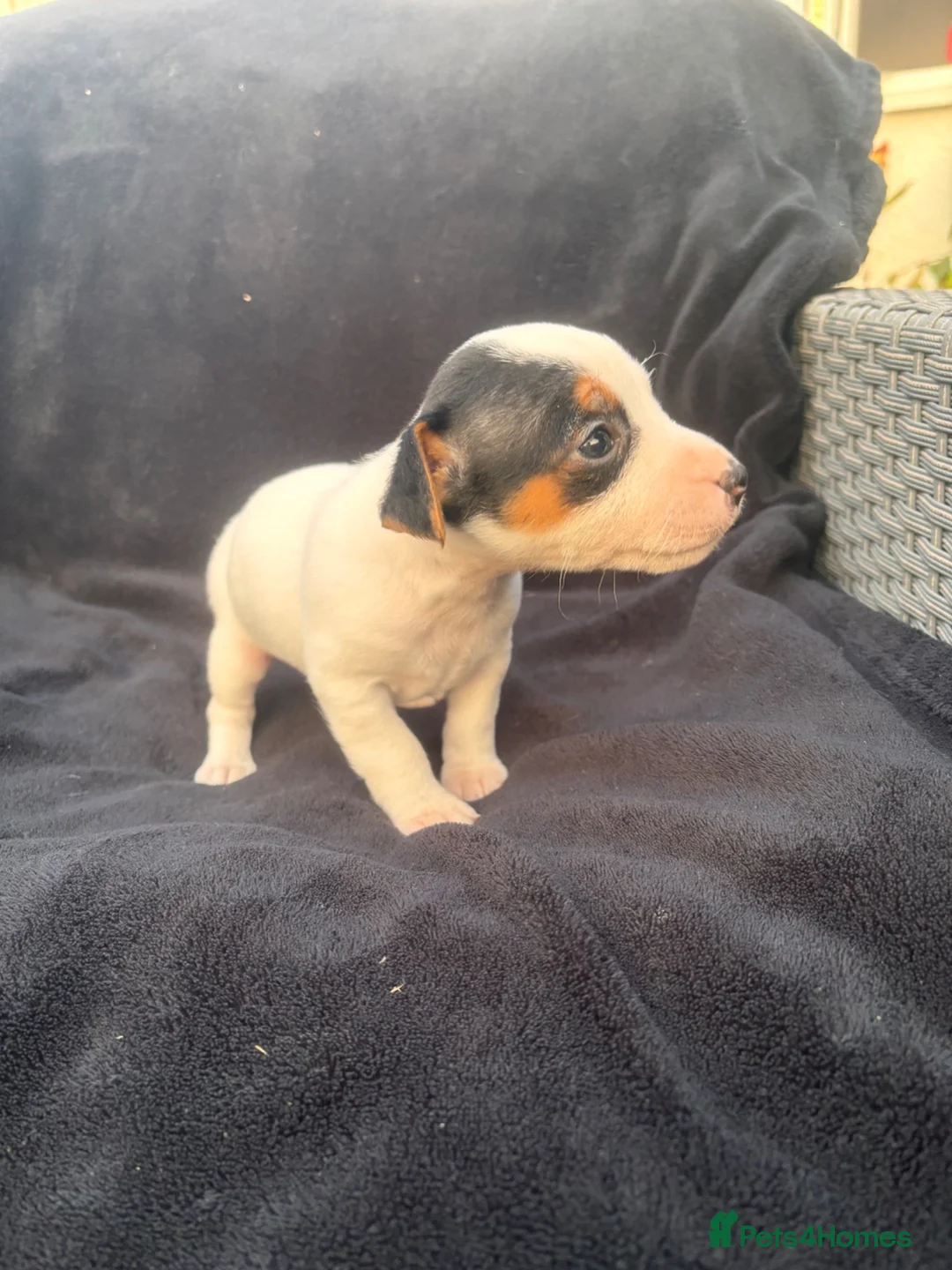 Jack Russell dogs for sale: Jack Russell puppies for sale  - Advert 10