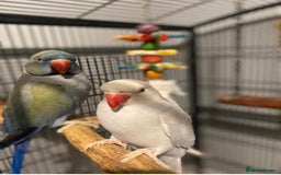 Ringnecks birds for sale: 2 beautiful ringneck parrots  - Image 1