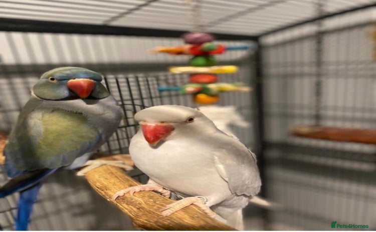 Ringnecks birds - Advert 1