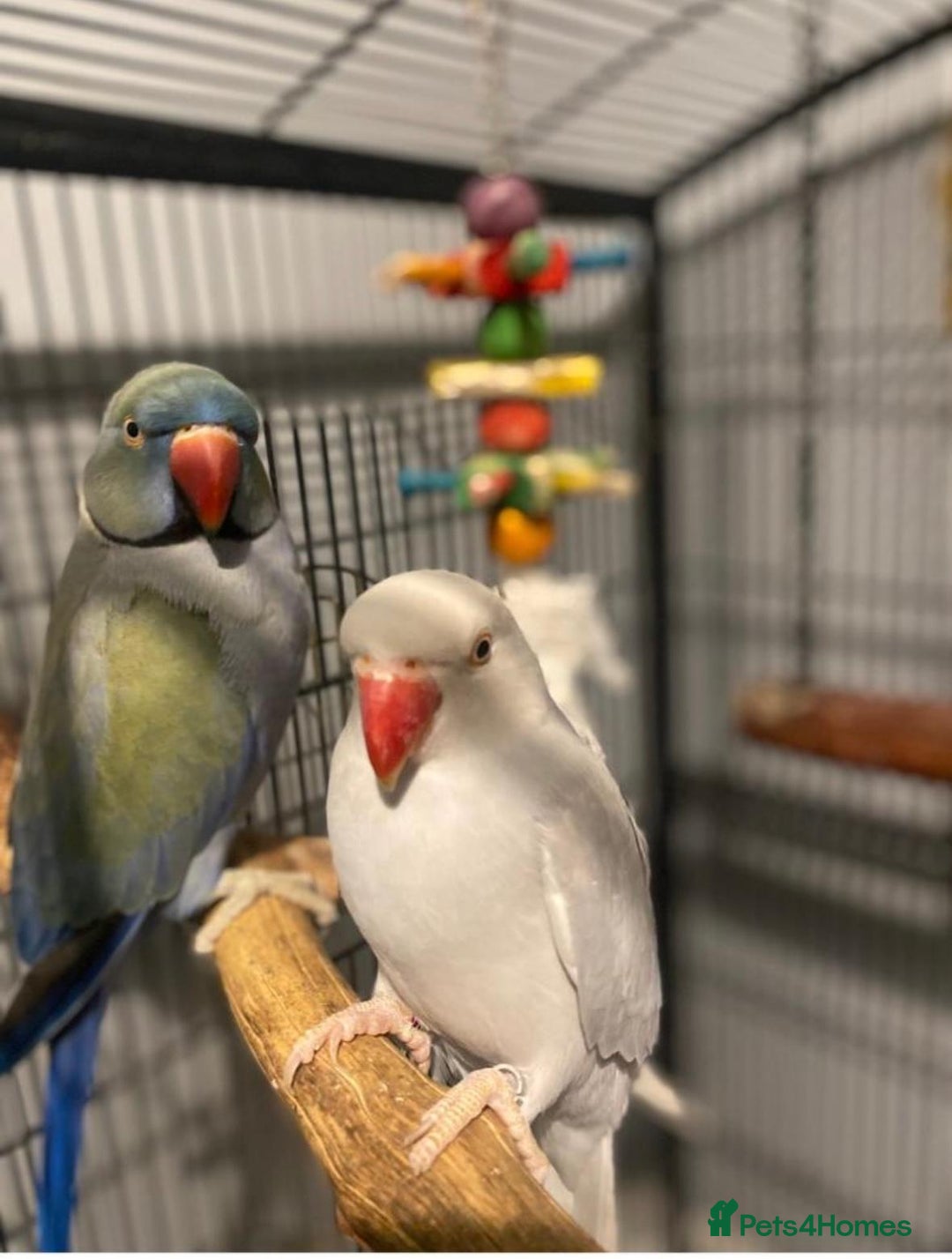 Ringnecks birds for sale: 2 beautiful ringneck parrots  - Image 1