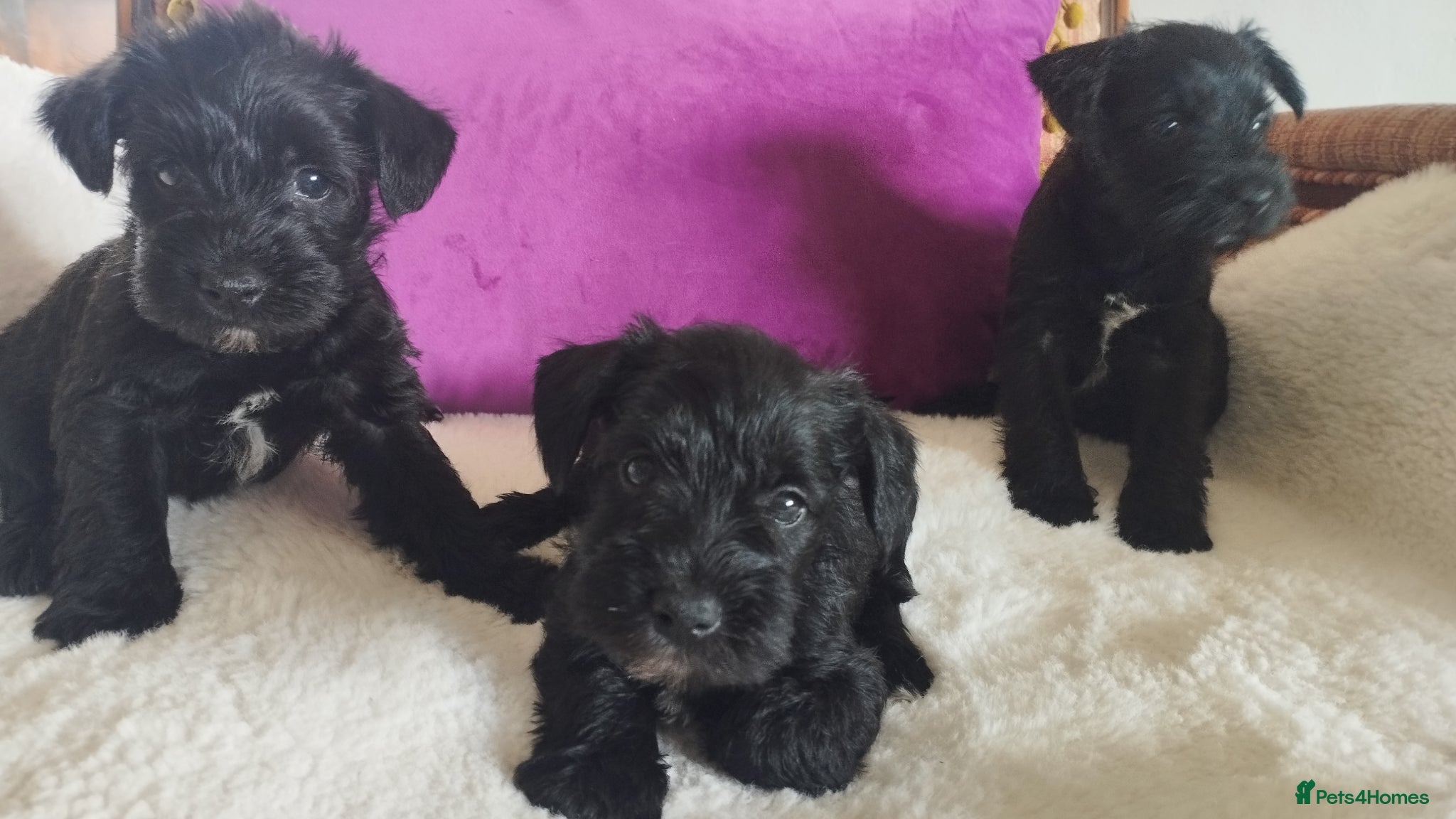 Miniature Schnauzer dogs for sale: Stunning Mini Schnauzers - Advert 7