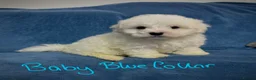 Bichon Frise dogs for sale: 6 Beautiful bichon frise puppies 🐶  in Doncaster - Advert 35