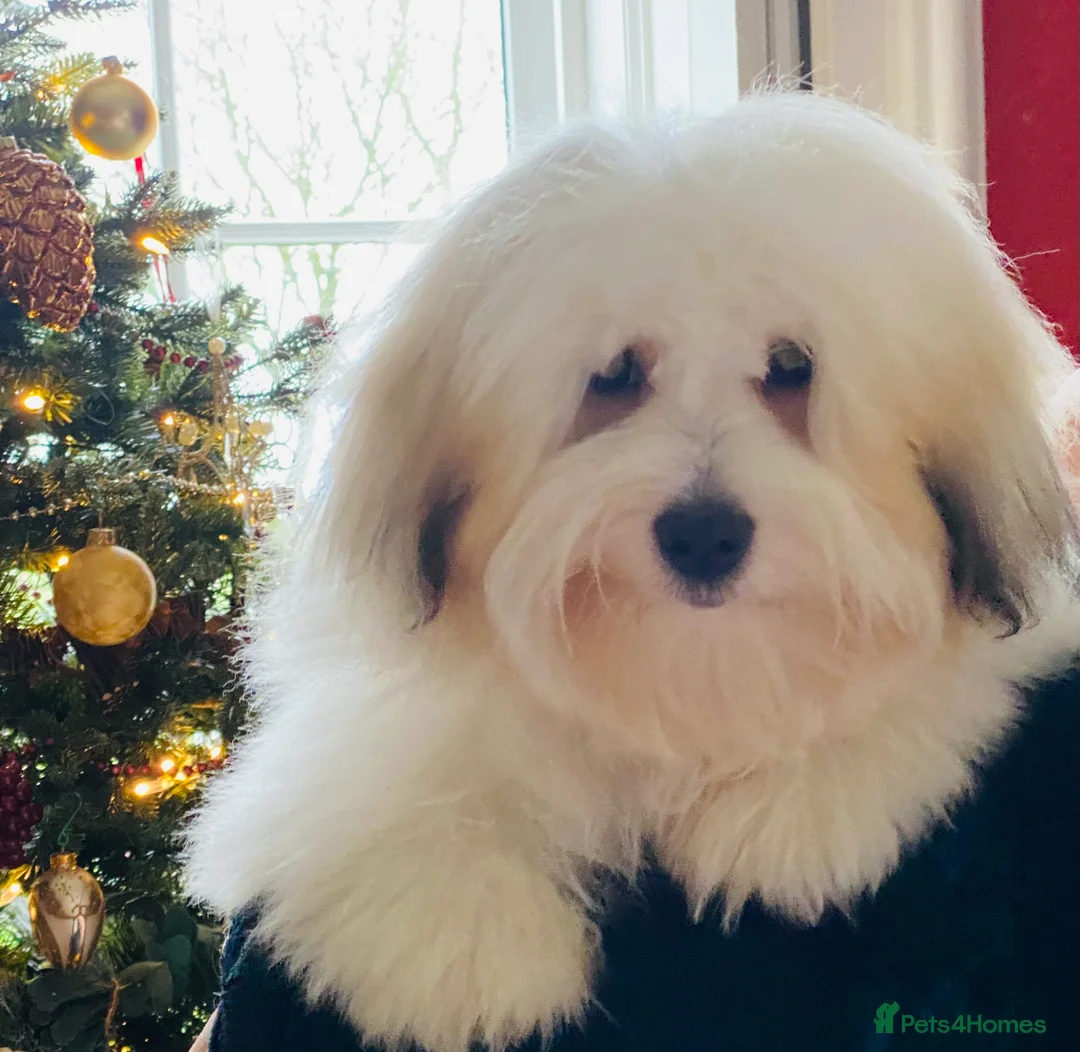 Coton De Tulear dogs for sale: KC reg Coton de Tulear parents DNA health tested  - Advert 27