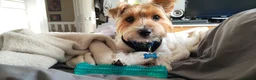 Yorkshire Terrier dogs for adoption: 🐾🍪COOKIE – a Charming Little Y.T. Gentleman 🍪🐾 - Advert 25