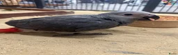 Parrots birds for sale: Gorgeous handreared tame baby African Greys  - Advert 2