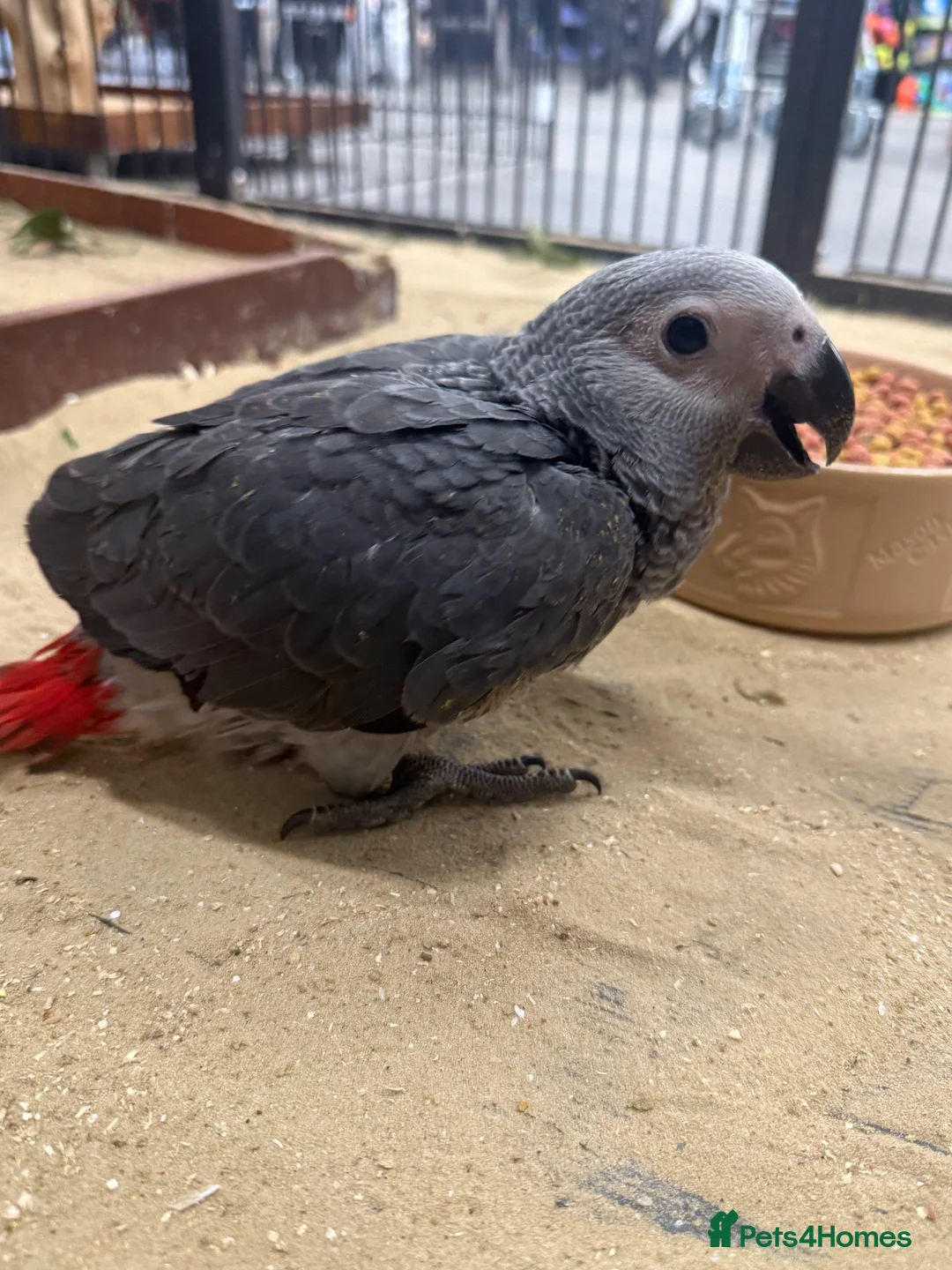 Parrots birds for sale: Gorgeous handreared tame baby African Greys  - Advert 2