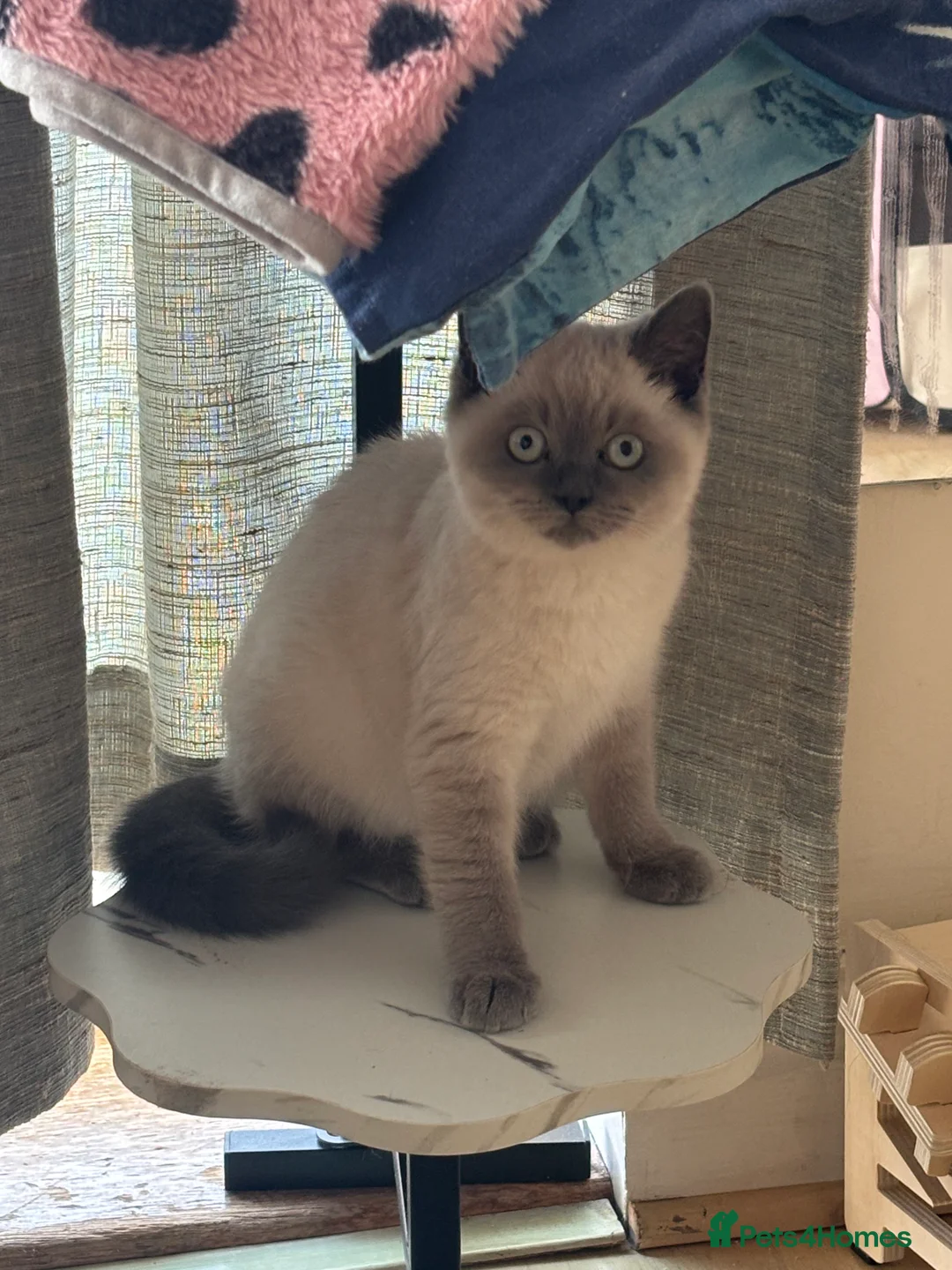 British Shorthair cats for sale: Blue point British short hair  - Advert 4