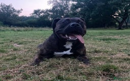American Bully dogs for sale: Classic American Bully - Image 6