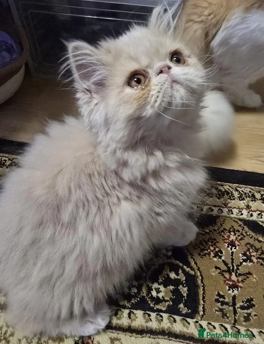 Persian cats for sale: Beautiful Pure Persian Boy Looking for Loving home - Advert 11