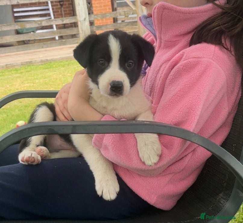Border Collie dogs 🐾 STUNNING BLACK & WHITE BORDER COLLIE PUPPIES - Advert 1