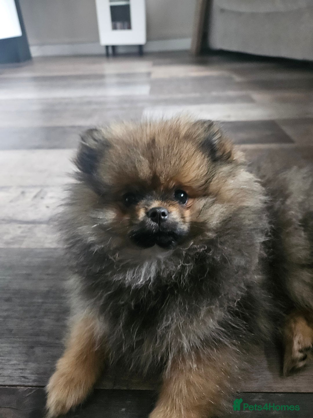 Pomeranian dogs for sale: Teddy bear faced pom  - Image 5