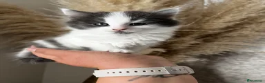 Mixed Breed Kitten 1