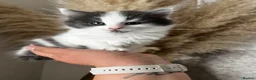 Mixed Breed cats for sale: Adorable fluffy kittens  - Advert 2