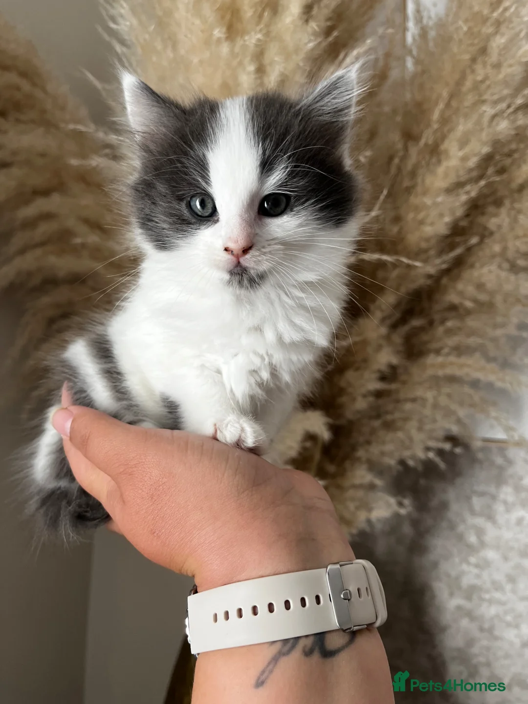 Mixed Breed cats for sale: Adorable fluffy kittens  - Advert 2