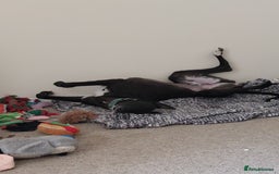 Mixed Breed dogs for sale: Lurcher male for urgent rehome - Image 9