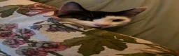 Mixed Breed cats for sale: Gary and prince - Advert 18