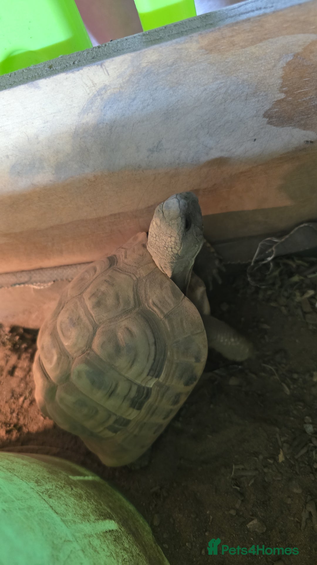 Tortoise reptiles for sale: 3 year old lovely Tortoise with all equipment  - Image 3