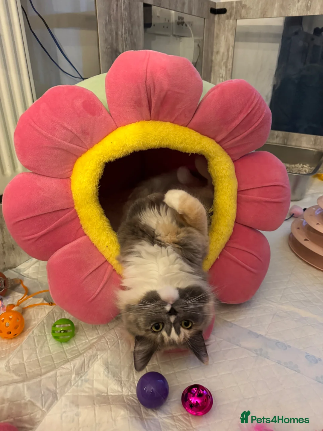 Ragdoll cats for sale: Very unique Ragdoll Cherubim  - Advert 2